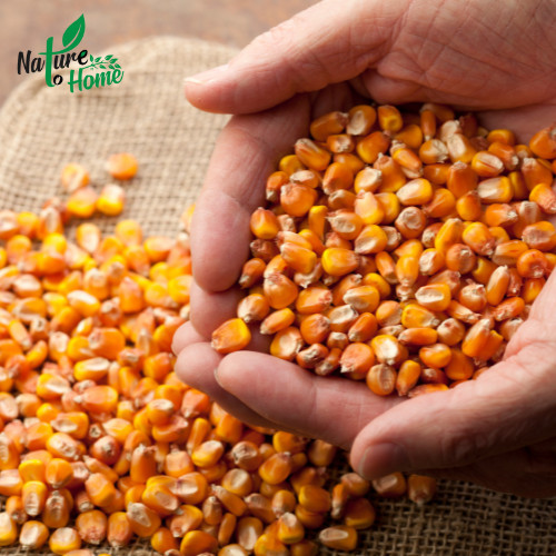 Maize (Corn)