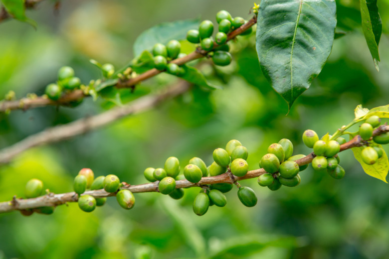 Green Coffee Market