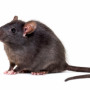 ratsremoval