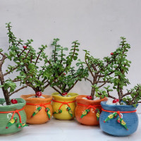 Gift A Garden - Plant Boutique
