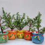Gift A Garden - Plant Boutique