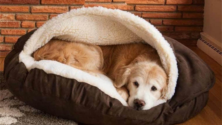 Luxury and Comfort for Pets: Discover the Best Outdoor Dog Beds and Premium Couch Covers