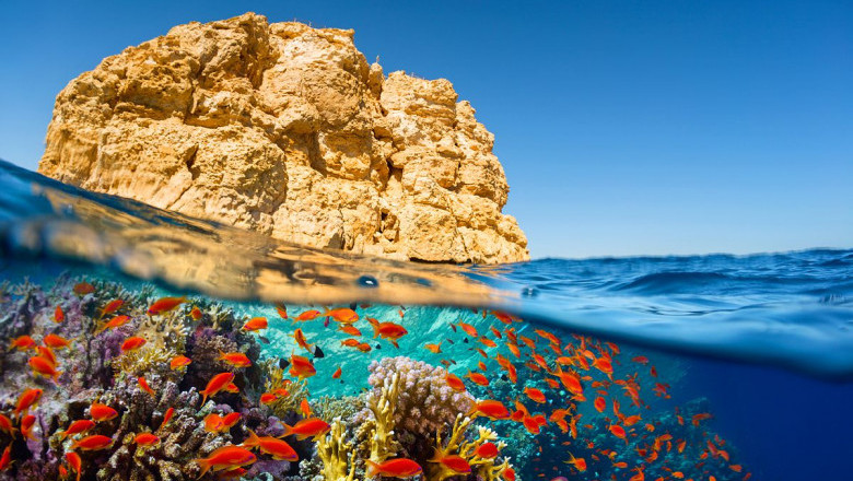 Diving in Sharm El Sheikh A Guide for Beginners and Experts