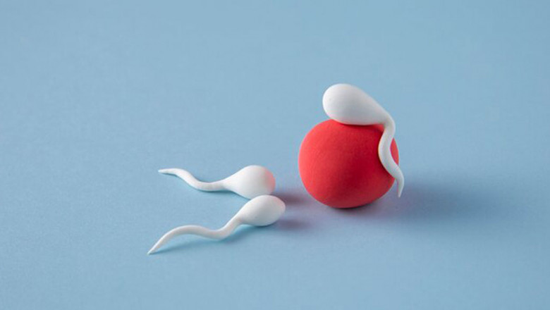 Male Fertility Myths and Facts: What Every Man Should Know