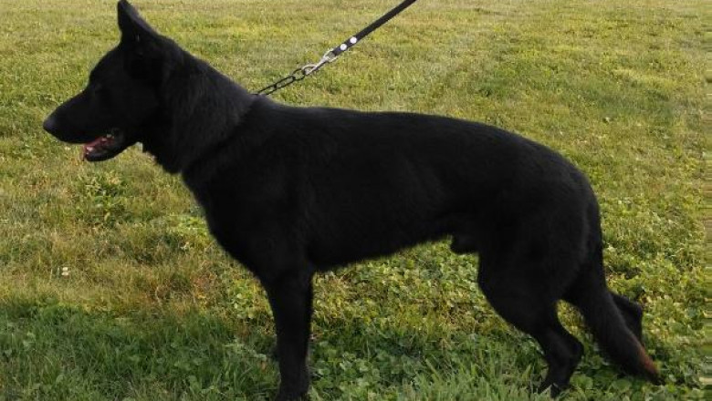 Find Your Perfect Companion: Puppy Shelters & Elite German Shepherd Protection Dogs for Sale