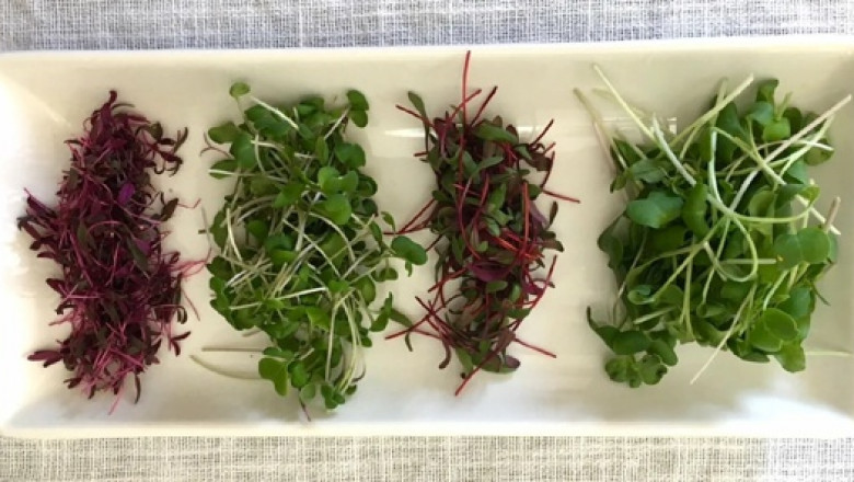 Microgreens: Nutritious Veggies With Big Flavor