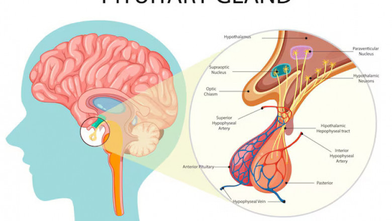 What Are The Main Treatment Options For Neuroendocrine Tumors?
