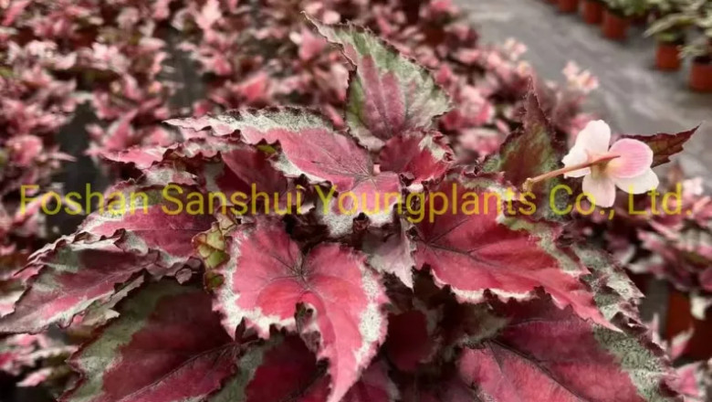 Bulk Begonia Plants for Sale – Trusted Wholesale Supplier