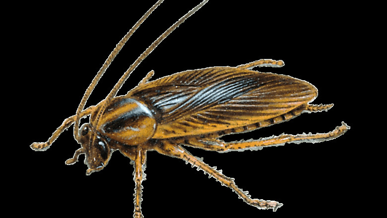 Cockroach Pest Control Service - People’s Pest