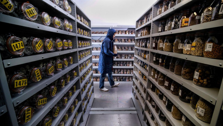 Best Seed Banks Near Me: Where to Buy Top-Quality Seeds