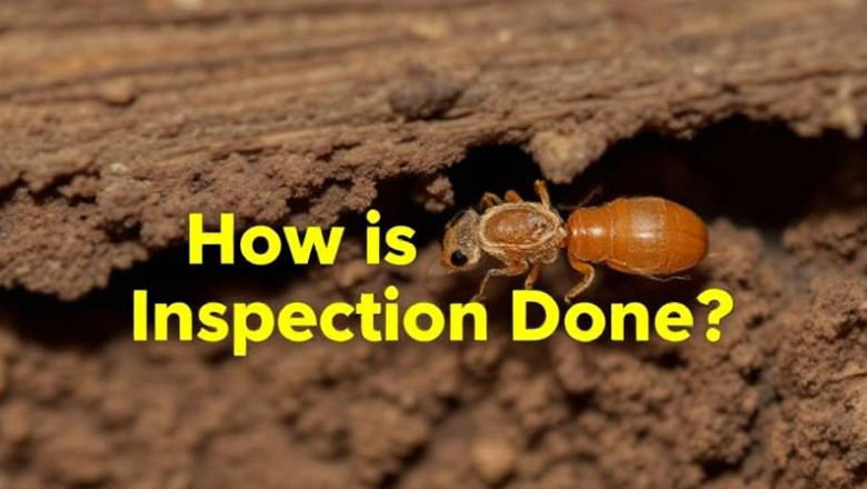 How is Termite Inspection Done?