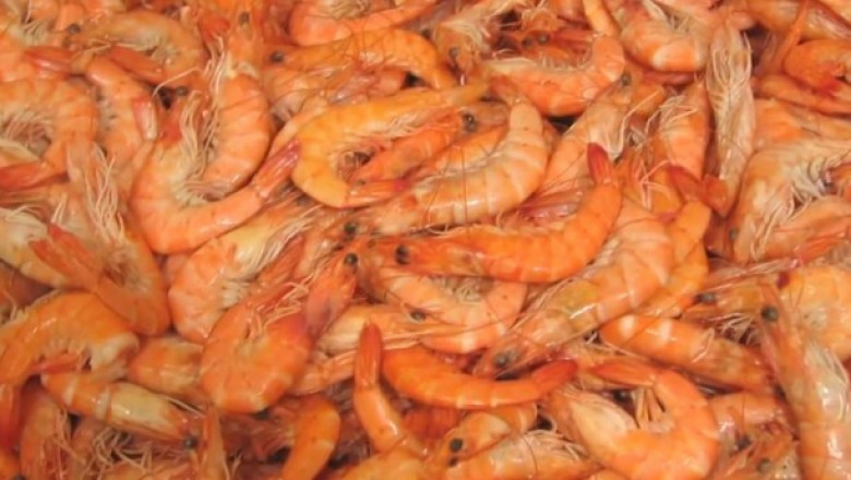 North America Chitosan Market Size, Share, Trends and Forecast 2025-2033
