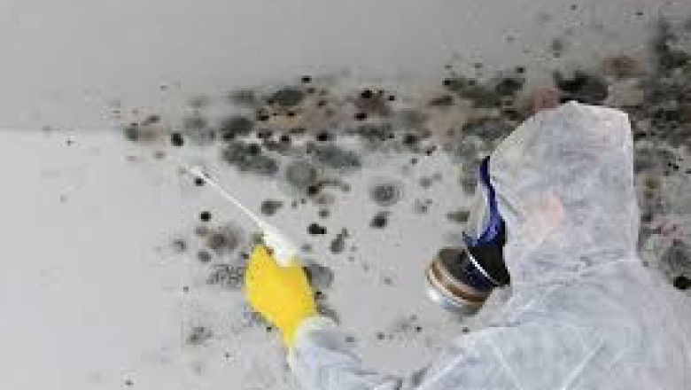 Professional Mold Inspection Services in Van Nuys