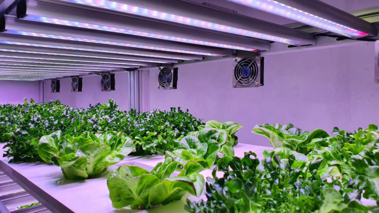 A Guide to the Best LED Grow Lights for Greenhouses