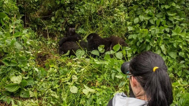 Responsible Gorilla Photography in Uganda: A Conservation-Focused Approach