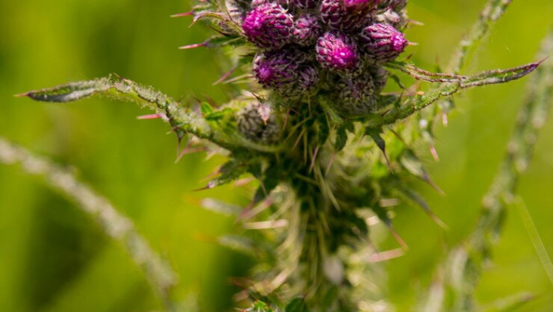 Cannabis Seeds Market Accelerators Influencing Consumer Preferences