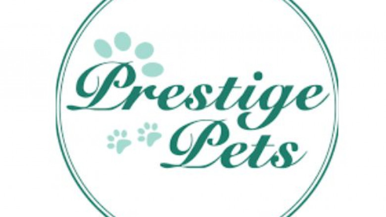 Discover Adorable Havanese Puppies for Sale in Indianapolis, Indiana