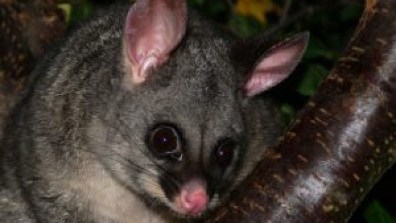 Legal and Humane Possum Removal Services Tailored for Melbourne Properties