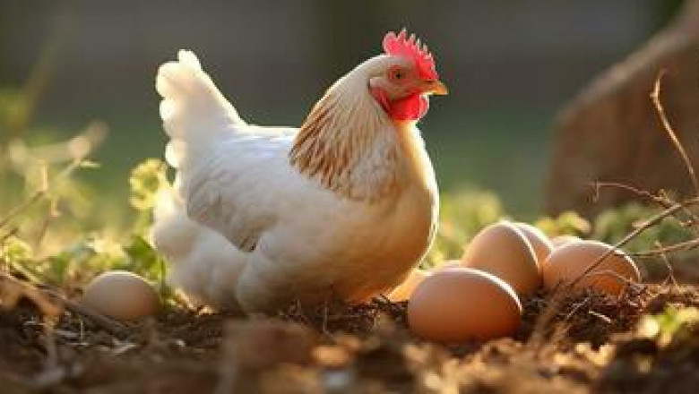 Egg Wholesale Price in Namakkal | Egg Manufacturers in Namakkal