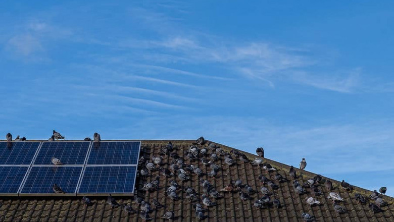 Protect Your Solar Panels: Pigeon Guard Tips