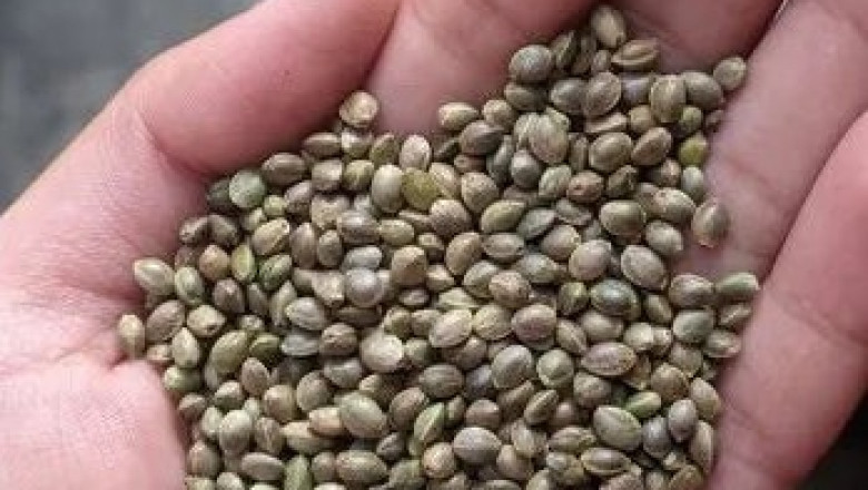 Weed Near Me: Best Local Shops for Potent Strains