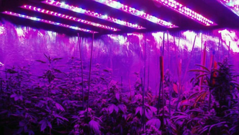 How Commercial LED Grow Lights Impact Crop Yields