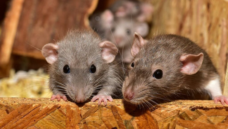 Safe and Humane Rat Removal Melbourne for Homes and Businesses