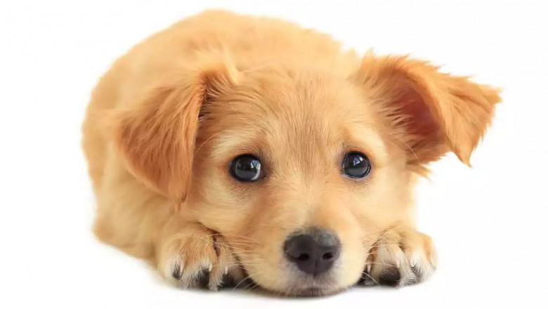 What Do Brown Spots on Your Dog's Belly Say About Their Health? The Importance of Regular Skin Checkups