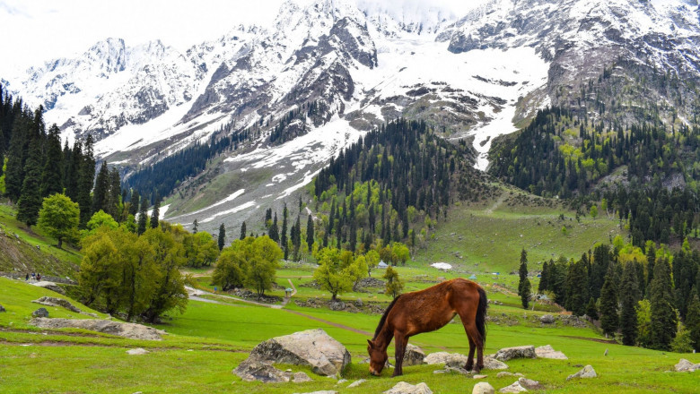 Luxury Tour Packages in Kashmir: A Dream Getaway