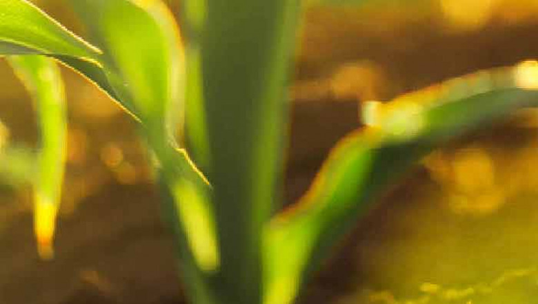 Bioherbicides Market Forecast: Exploring Market Segments, Key Players, and Global Expansion Strategies