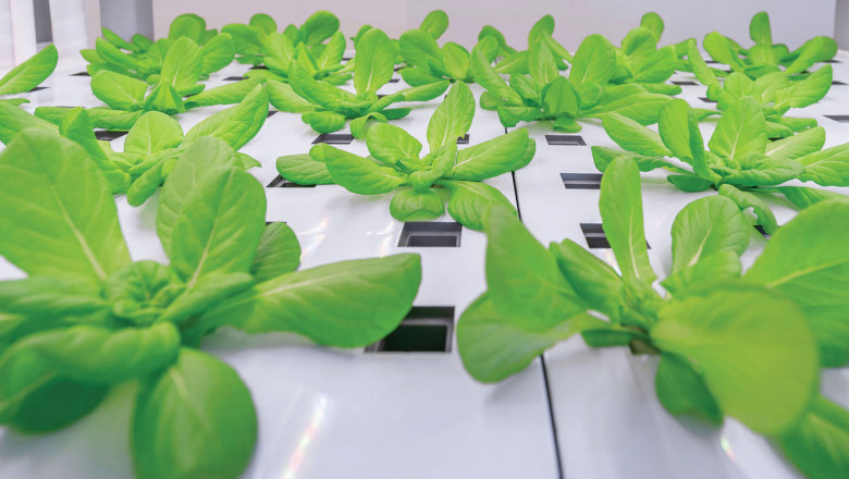 Exploring the Growing Agrigenomics Market: Trends, Opportunities, and Future Outlook