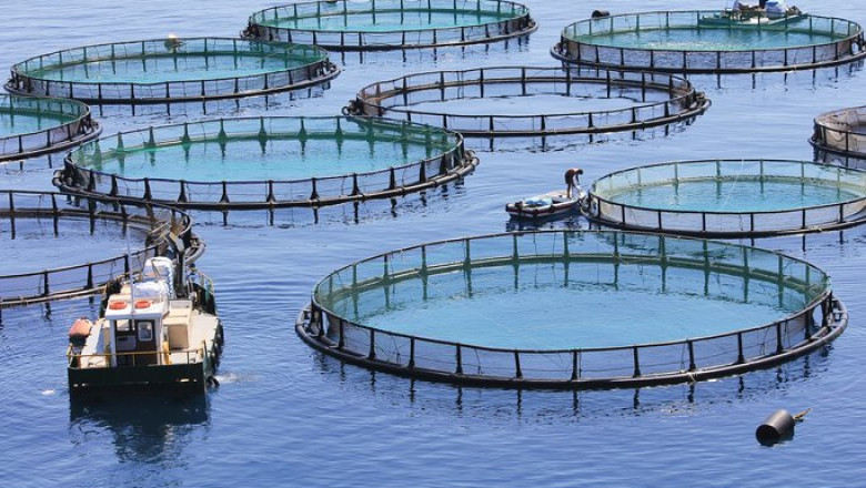 Aquaculture: Sustainable Seafood Production Revolutionizing Food Security and Economic Landscapes
