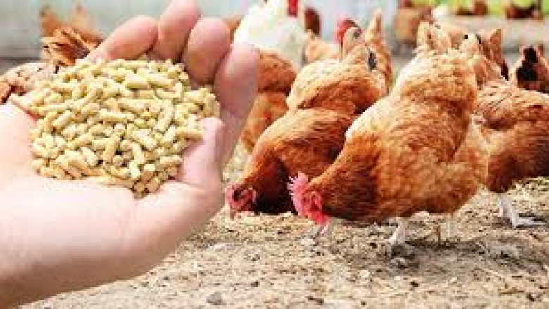 Poultry Feed Market Forecast: Key Trends, Growth Drivers, and Industry Challenges for the Coming Years