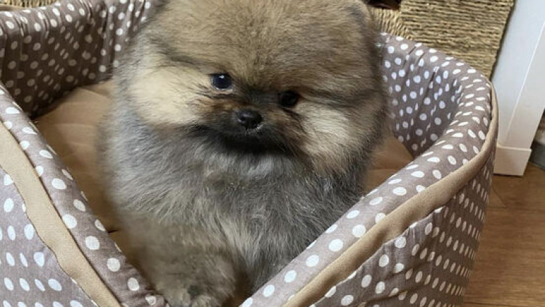 Pomeranian Puppy for Sale – Cute, Healthy, and Affordable
