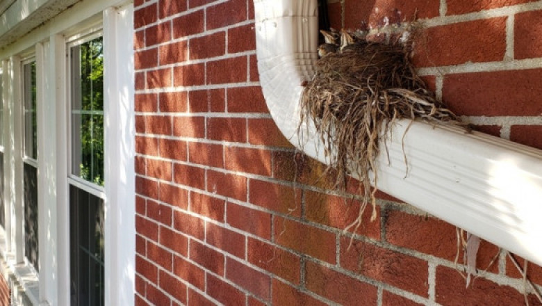 Effective Bird Nest Removal in Melbourne – Protect Your Property Today!