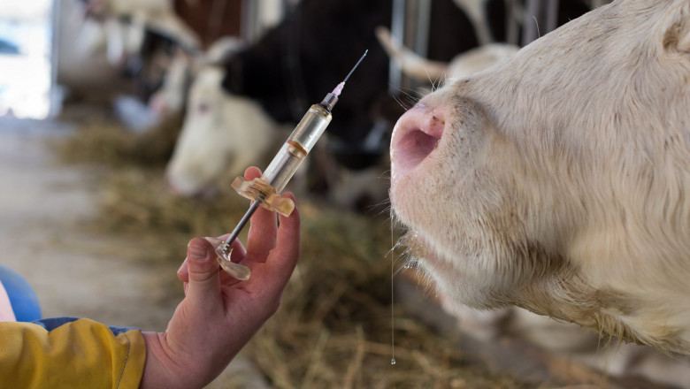Animal Vaccines Market Set to Soar as Demand for Livestock Health and Zoonotic Disease Prevention Rises