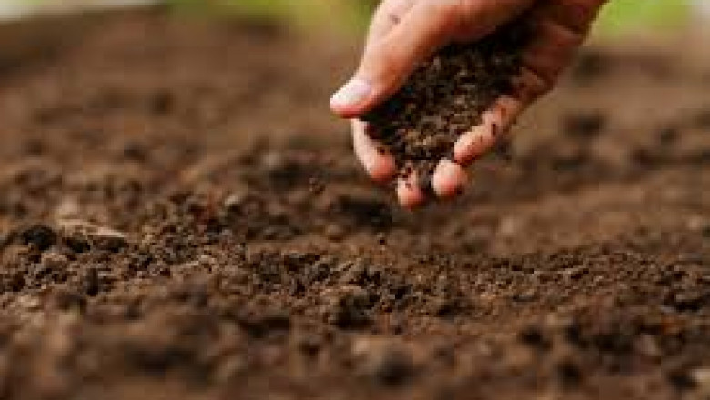 Blood Meal Fertilizers Market: Expanding Applications in Organic Farming, Lawn Care, and Home Gardening
