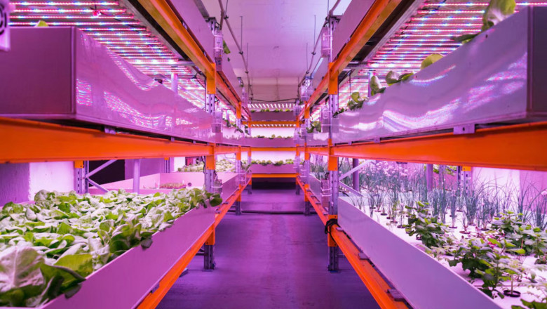 Why Full Spectrum LEDs Matter for Plant Growth