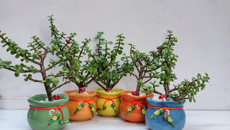Explore the Allure of a Plant Boutique: A Verdant Haven in Kolkata's Newtown