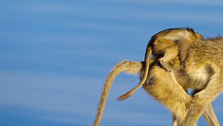 Eyes of the Wild: My Journey into Capturing the Soul of Nature