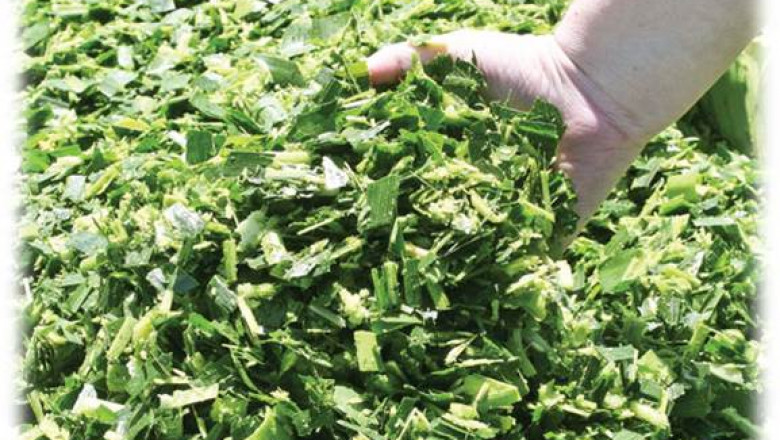 Dehydrated Corn Silage Market trend Competitive Outlook To 2033