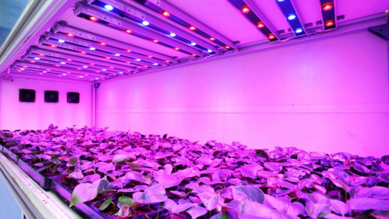 LED Light Spectrum Guide for Plant Cultivation