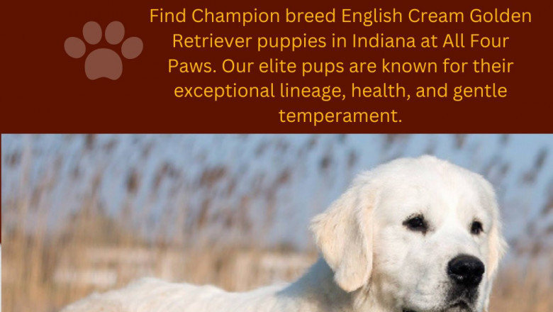 Top European Champion English Golden Retrievers in Michigan, Chicago, Florida, and Indiana Breeders