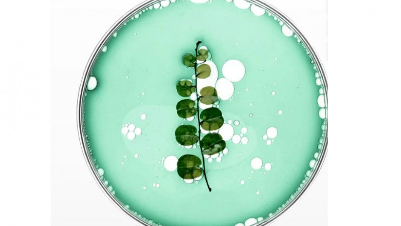 Global Bio-acetic Acid Market Size, Share and Growth 2032