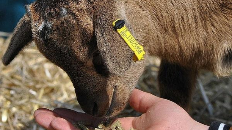 Animal Feed Probiotics Market Sees Growth Due to Increasing Meat Consumption and Livestock Production Rates