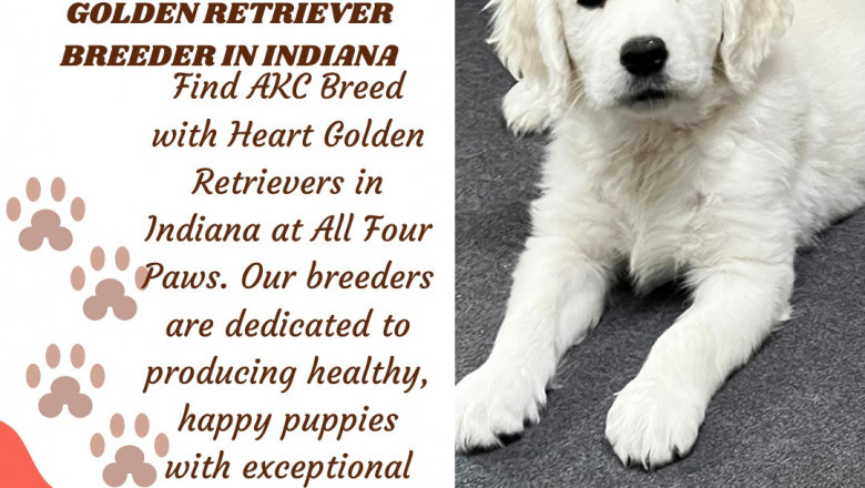 Champion Bred Golden Retriever Puppies in Indiana, Midwest, and Florida from Trusted Breeders