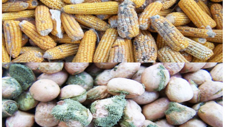 Global Aflatoxicosis Treatment Market Size, Share, Key Players, Trends, Sales, Supply, Demand, Analysis and Forecast 2032
