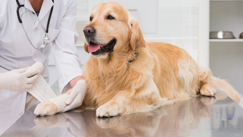 Animal Wound Care Market Size, Share, and Trends Growth 2033
