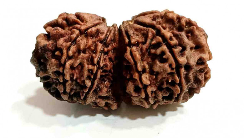 Unlock Divine Balance with 10 Mukhi Gaurishankar Rudraksha Nepal – White Lotus Spirituality