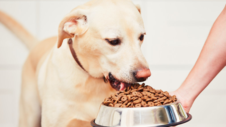 Comprehensive Dog Food Market Intelligence Covering Consumer Insights, Innovations, and Global Competitive Landscape